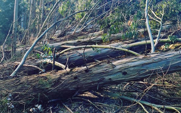 Expert tree maintenance services in Dunedin