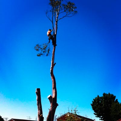 Arborist trimming branches of a large tree in Dunedin