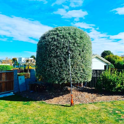 Professional arborist using a chainsaw for safe tree removal
