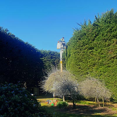 Arborist performing high tree pruning with safety gear in Dunedin