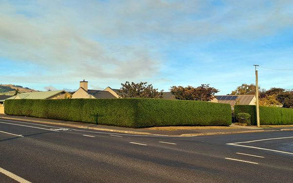Hedge trimmer creating a precise, clean line on a box hedge