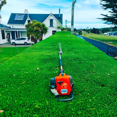 Professional hedge cutting service trimming a tall hedge in Dunedin