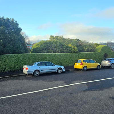 Hedge cutting team using specialized equipment for precision trimming
