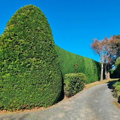 Garden hedge being shaped and pruned by a Dunedin hedge cutting expert