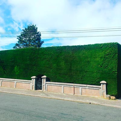 Lush green hedge after professional maintenance in a Dunedin garden