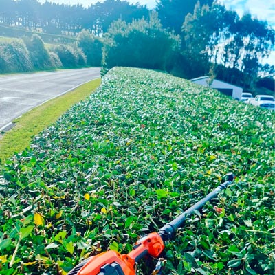 Hedge trimmer creating a precise, clean line on a box hedge