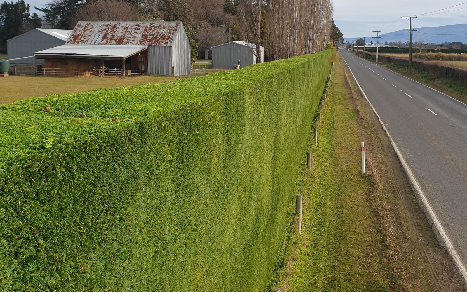 Dunedin Hedge Trimming & Arborist Services